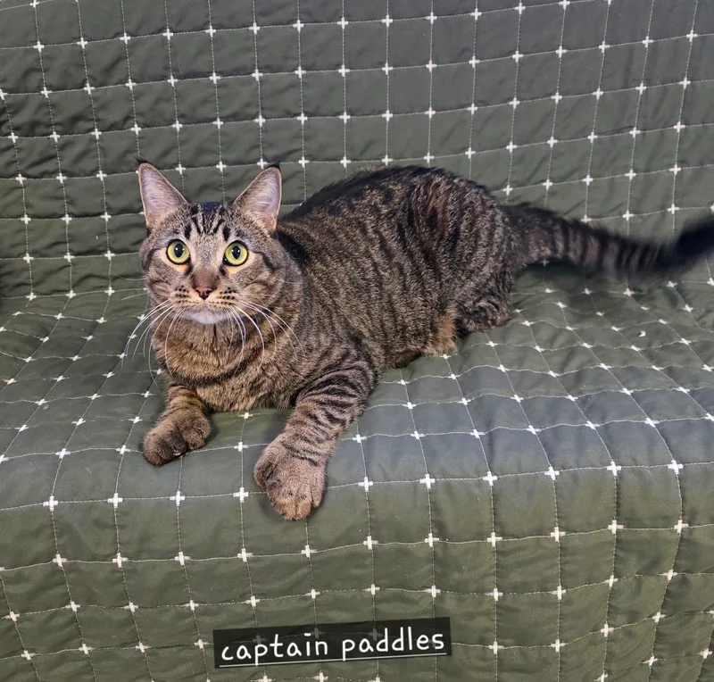 Captain Paddles thumbnail 3