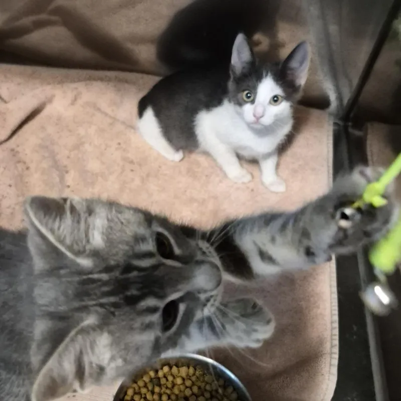 A baby small-sized female Gray / Blue / Silver Domestic Short Hair cat named mk Four for adoption in Natick, MA