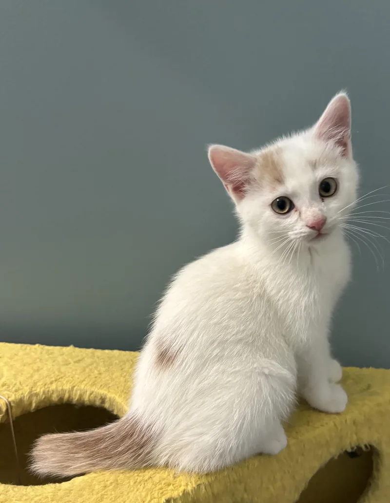 A baby medium-sized female White Domestic Medium Hair cat named Kudos for adoption in Franklin, OH