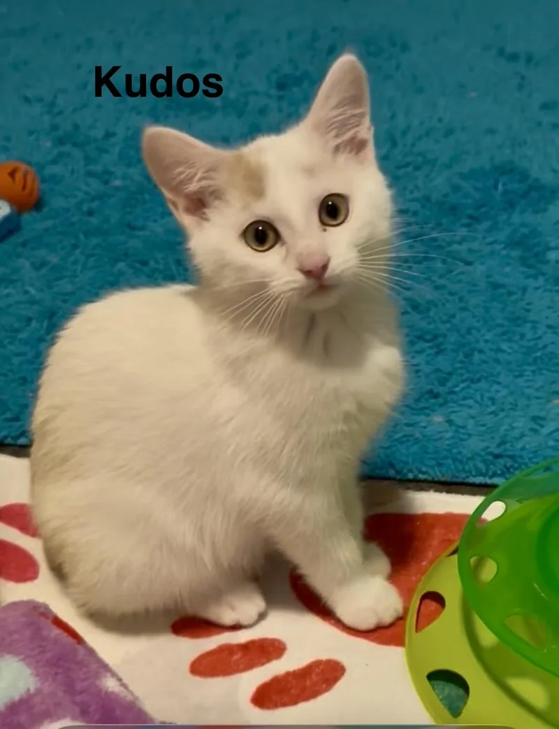 Kudos thumbnail 4