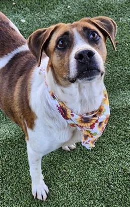 An adult large-sized female Mixed Breed dog named Ella for adoption in Newton, NC