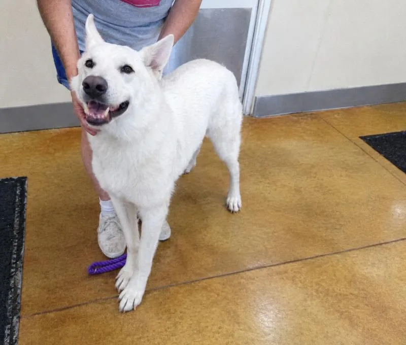 A senior large-sized male German Shepherd Dog dog named Caesar for adoption in Austin, MN