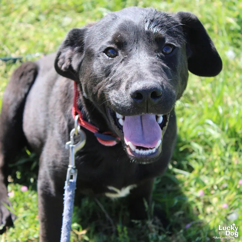 A baby large-sized female Labrador Retriever dog named Lemon Pepper for adoption in Washington, DC