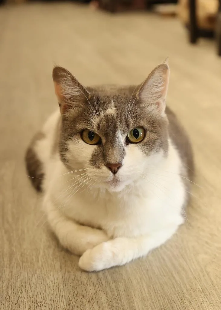 An adult medium-sized female Gray & White Domestic Short Hair cat named Dixon for adoption in Mira Loma, CA