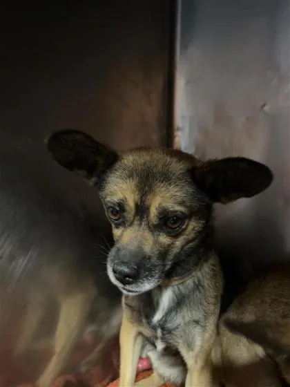 An adult small-sized male Brown / Chocolate Chihuahua dog named 61377425 for adoption in El Paso, TX
