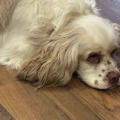 An adult medium-sized male Bicolor Cocker Spaniel dog named Gus  D for adoption in Frankfort, KY