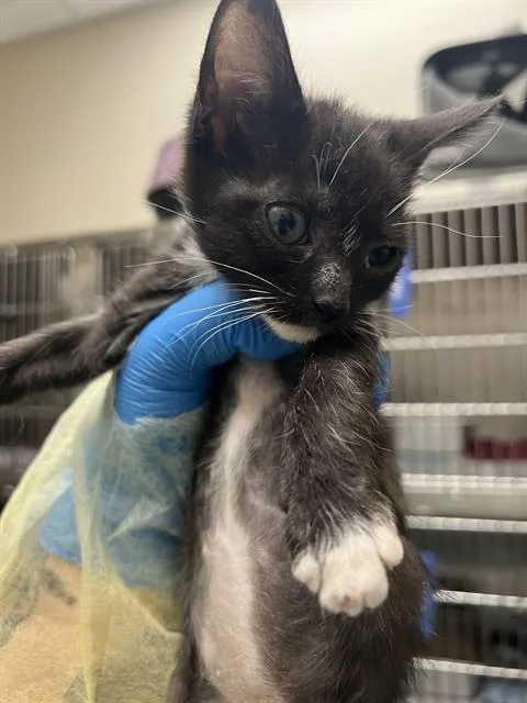 A baby small-sized male Domestic Short Hair cat named Haku for adoption in Las Vegas, NV