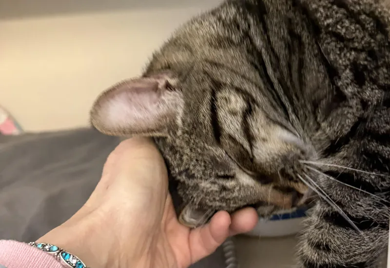 Omar And Otto thumbnail 2