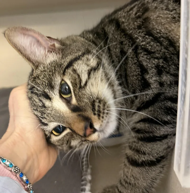 Omar And Otto thumbnail 4