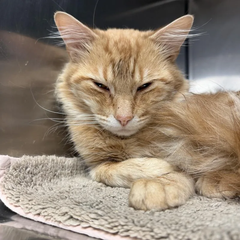 An adult medium-sized male Orange / Red Domestic Medium Hair cat named Hot Wheels Butler for adoption in Flagstaff, AZ