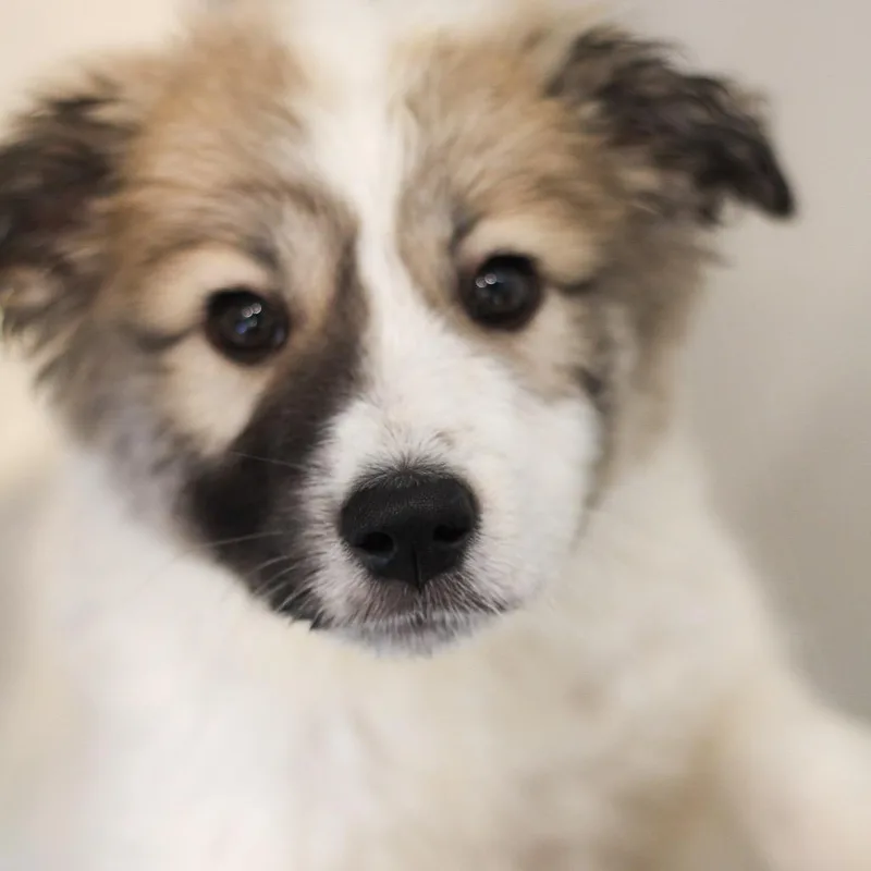 A baby medium-sized female Great Pyrenees dog named Izzie for adoption in Cumming, GA