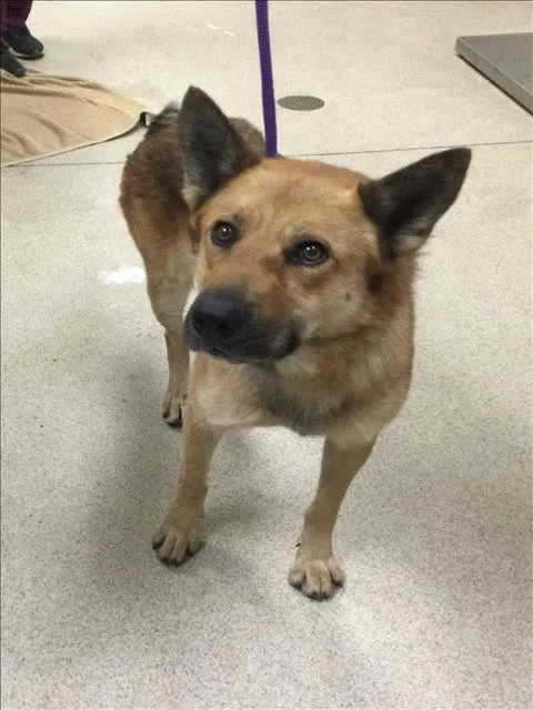 An adult large-sized male Shepherd dog named Odin for adoption in Riverside, CA