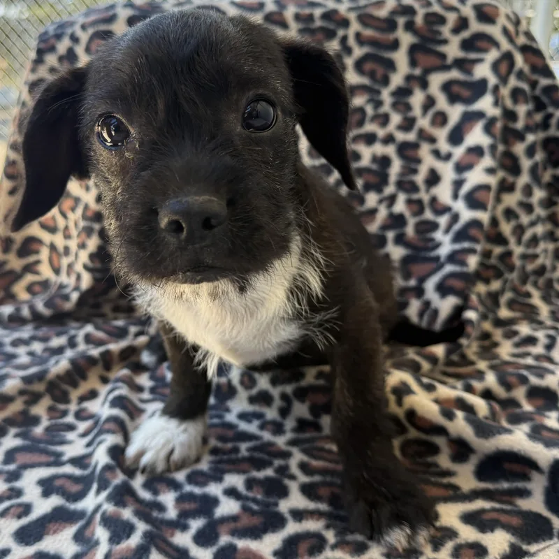 A baby medium-sized female Border Terrier dog named Dora for adoption in Oakdale, CA