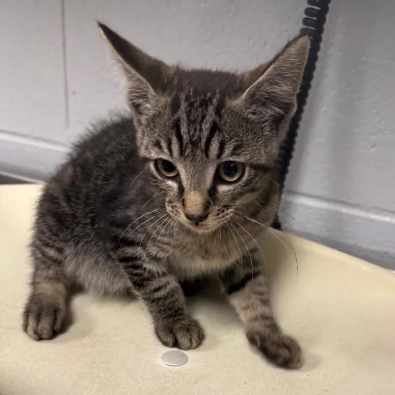 A baby small-sized male Gray / Blue / Silver Domestic Short Hair cat named Hot Cocoa for adoption in Greenville, SC