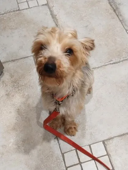 An adult small-sized female Yorkshire Terrier dog named Honey for adoption in Southern Pines, NC