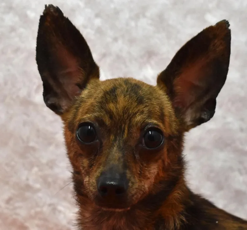 An adult large-sized male Chihuahua dog named Camo for adoption in Springfield, OH