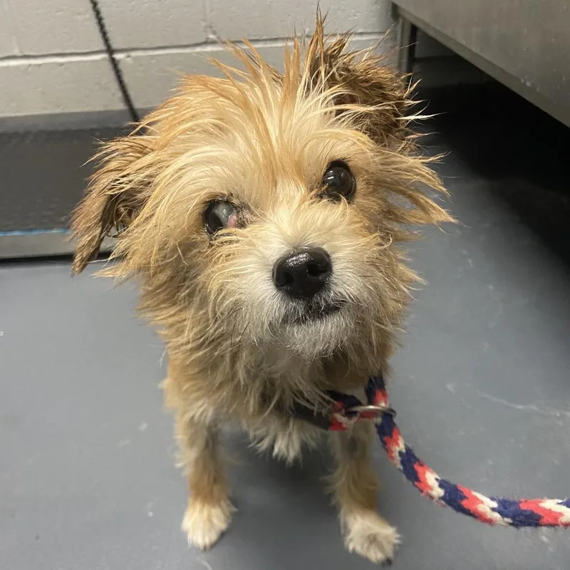 An adult small-sized female Mixed Breed dog named Riley for adoption in Allentown, PA