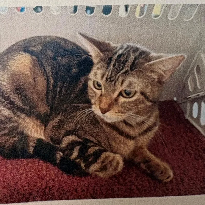 An adult medium-sized female Brown / Chocolate Domestic Short Hair cat named Juno for adoption in Royse City, TX