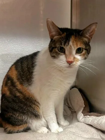 An adult small-sized female Domestic Short Hair cat named Sasha for adoption in Phoenix, AZ