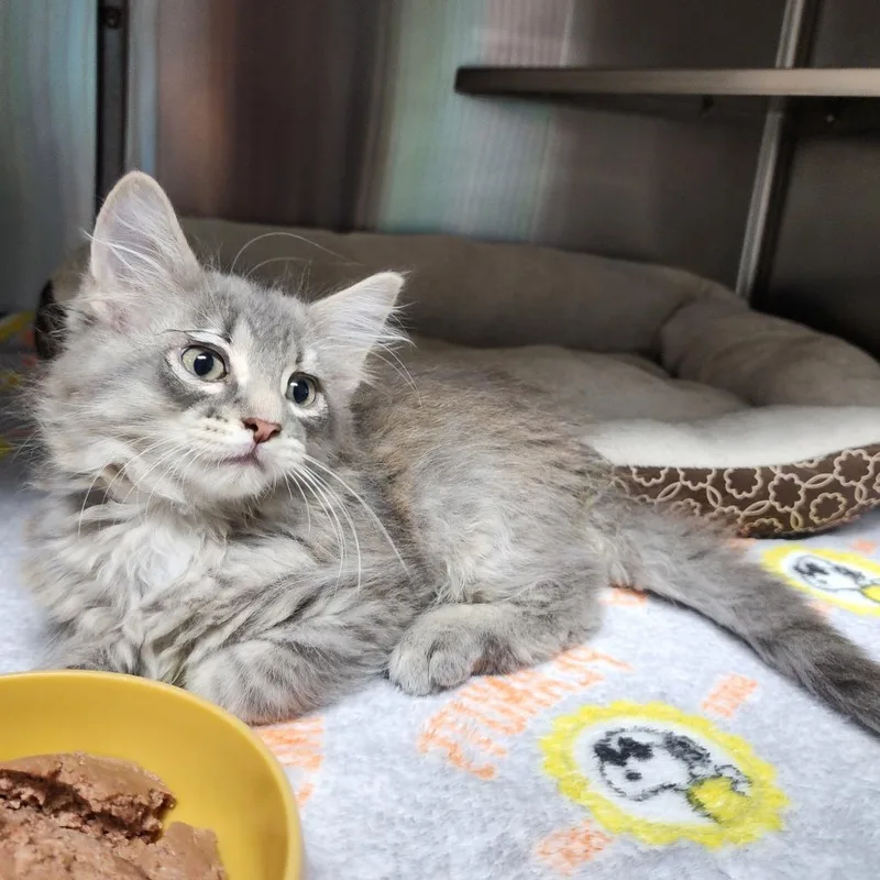 A baby small-sized female Brown / Chocolate Domestic Short Hair cat named Laura for adoption in Dixon, IL