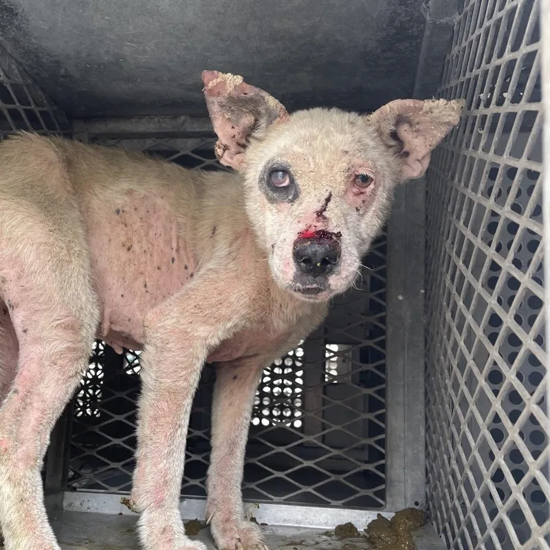 An adult medium-sized female White / Cream Shepherd dog named Demi for adoption in Edinburg, TX