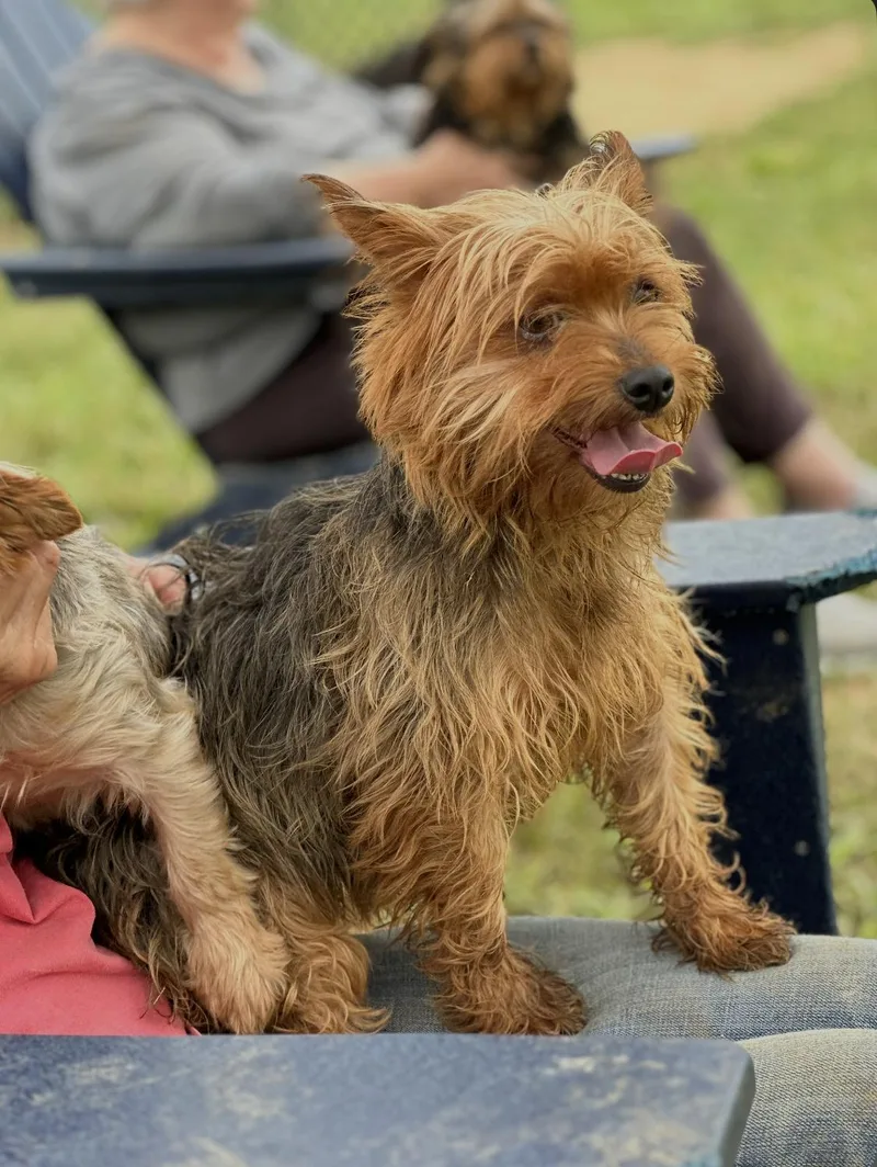A young small-sized female Yorkshire Terrier dog named Dapper Dee for adoption in Chester Springs, PA