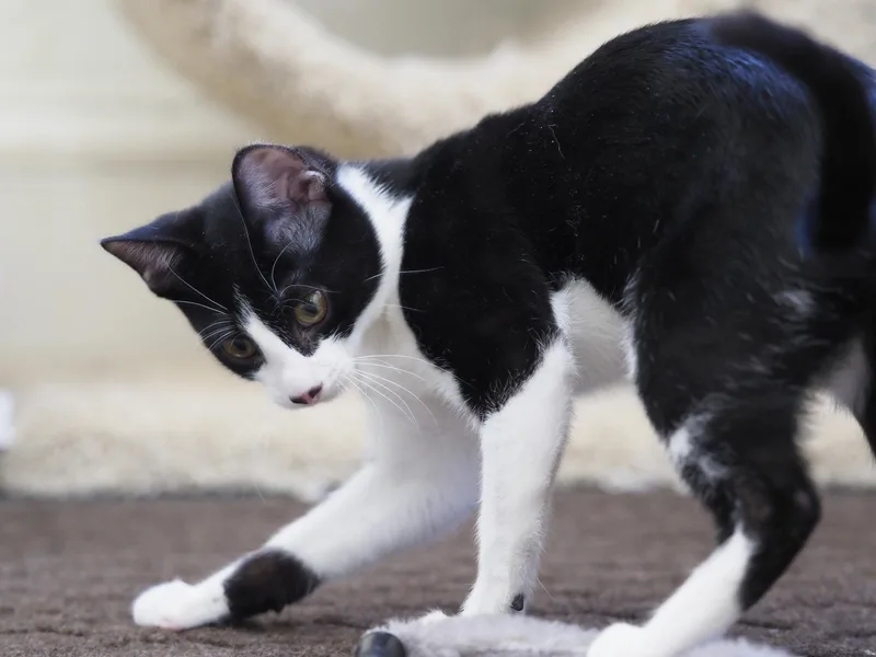 Kaya Baldwin thumbnail 2