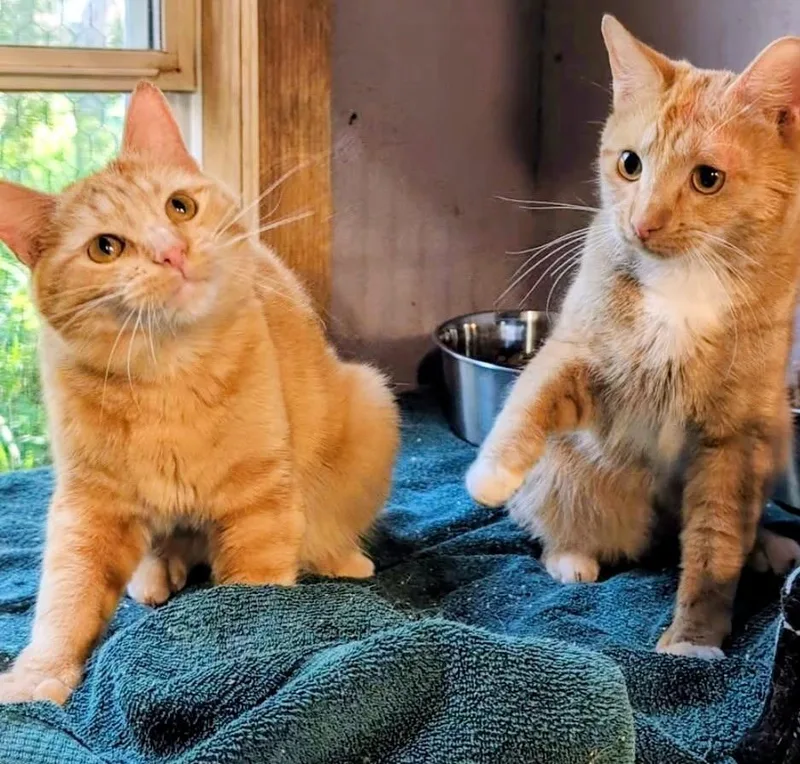 A young medium-sized male Buff & White Tabby cat named Jarvis & Joshua Lovable for adoption in Newport, WA