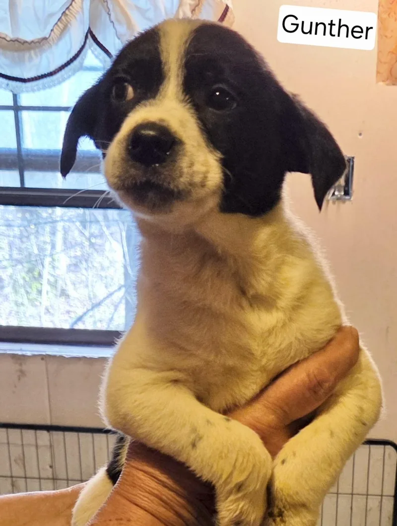 A baby medium-sized male Jack Russell Terrier dog named Gunther for adoption in Manchester, CT