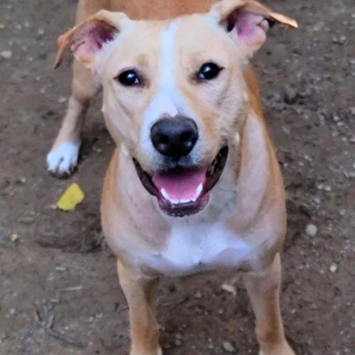 An adult large-sized female Yellow / Tan / Blond / Fawn Labrador Retriever dog named Layla Momma Dessin for adoption in Rockaway, NJ