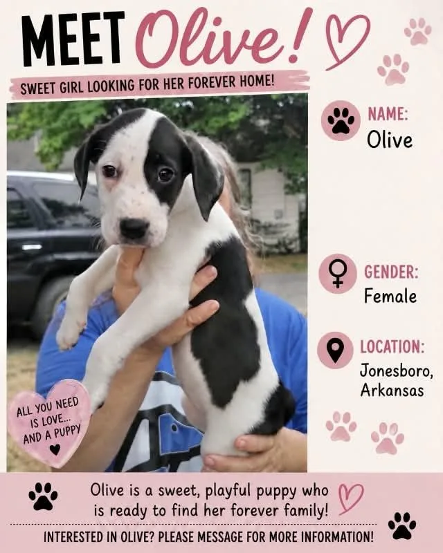 A baby medium-sized female Labrador Retriever dog named Olive for adoption in Manchester, CT