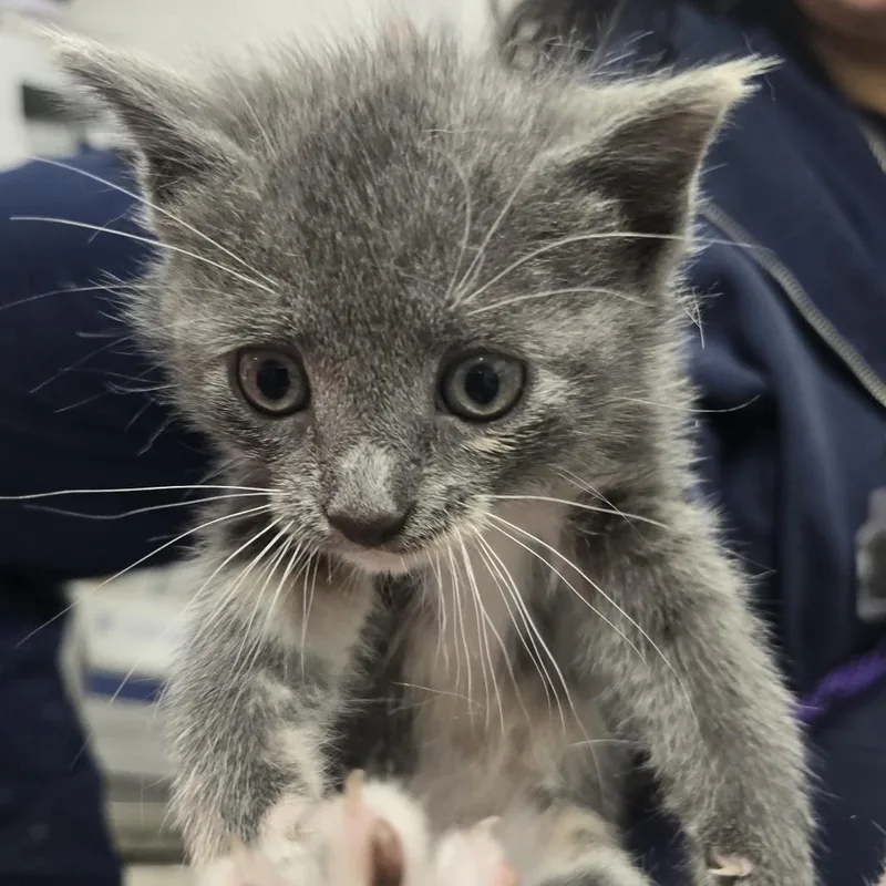 A baby small-sized male Gray / Blue / Silver Domestic Short Hair cat named Baelor for adoption in Newark, NJ