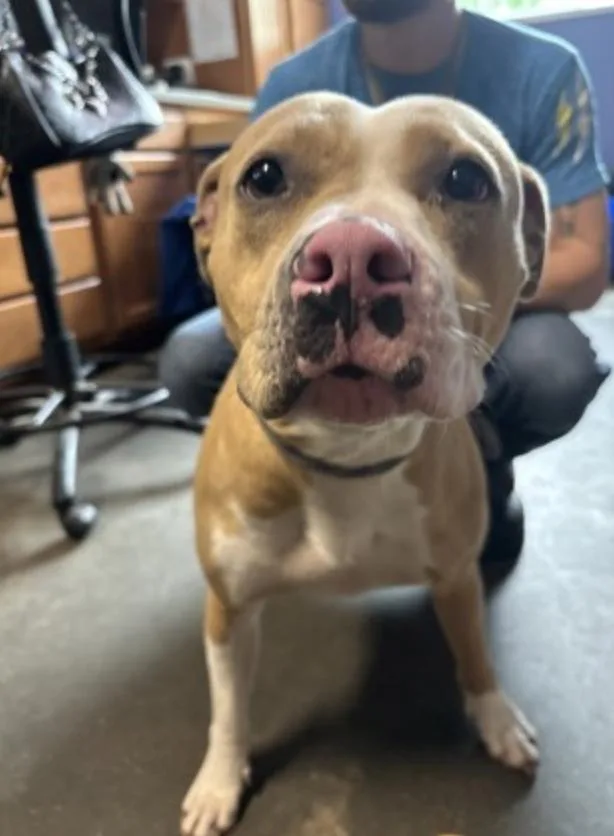 An adult medium-sized female Brown / Chocolate Mixed Breed dog named Honey for adoption in Terre Haute, IN