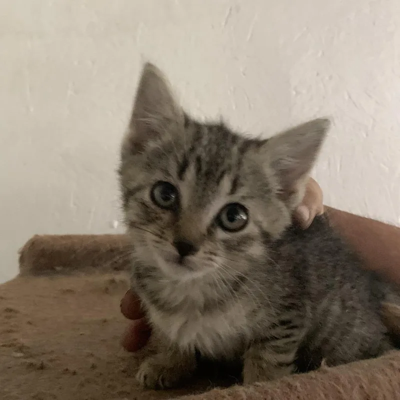 A baby small-sized female Gray / Blue / Silver Domestic Medium Hair cat named Bailey Estep for adoption in Woodstock, VA