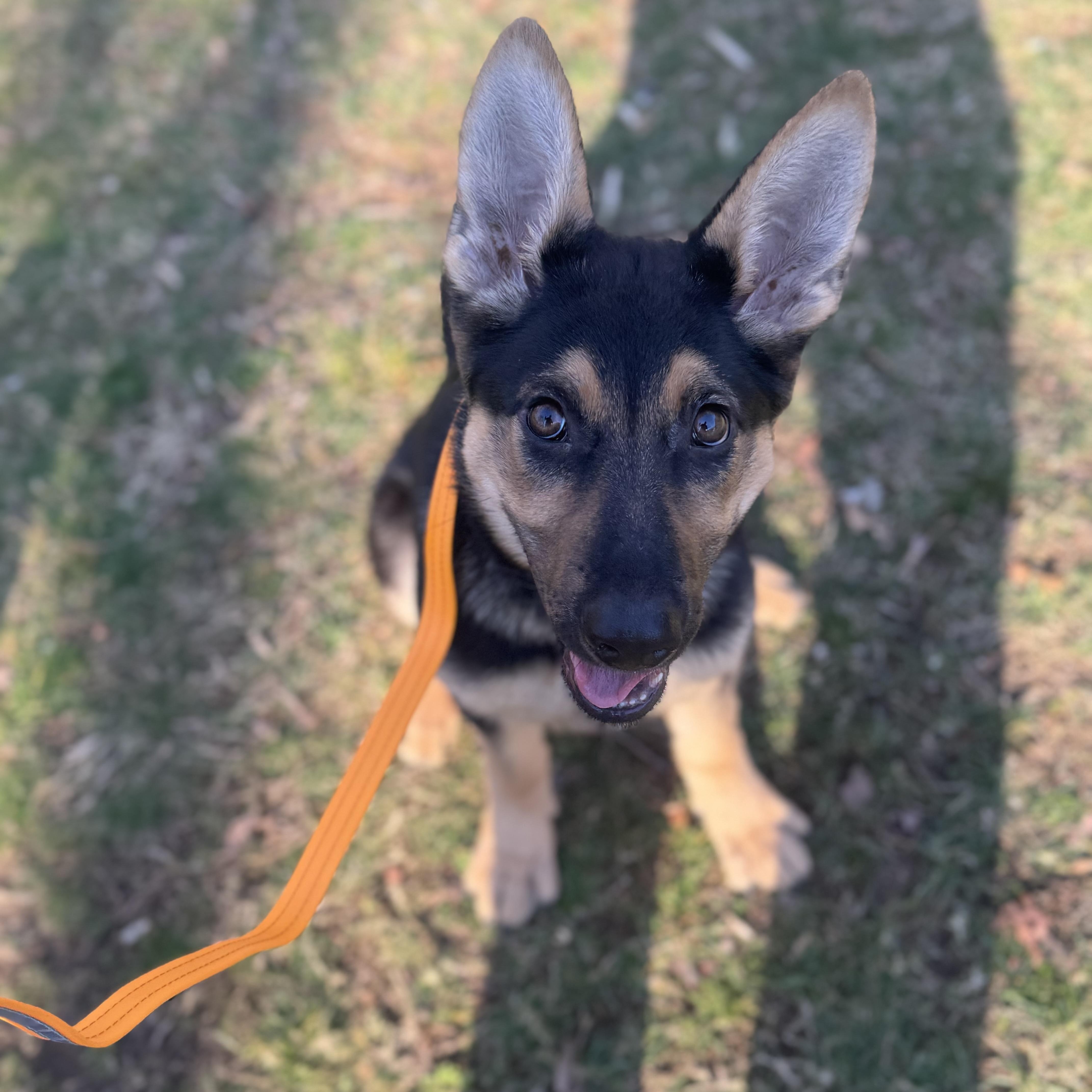 A baby large-sized female Black German Shepherd Dog dog named Nyx for adoption in Southold, NY