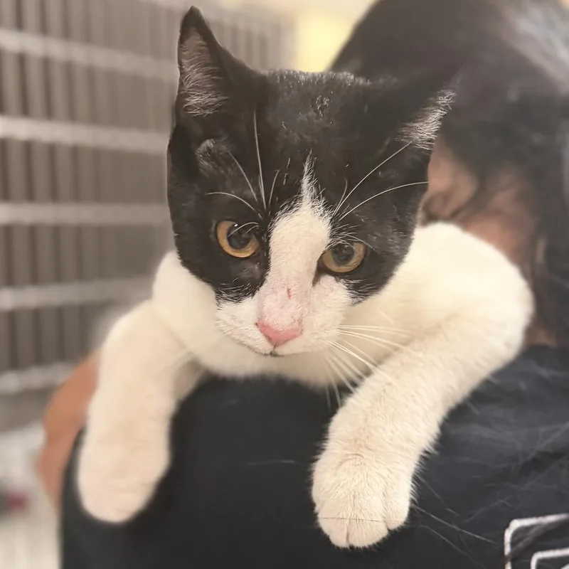 Tux