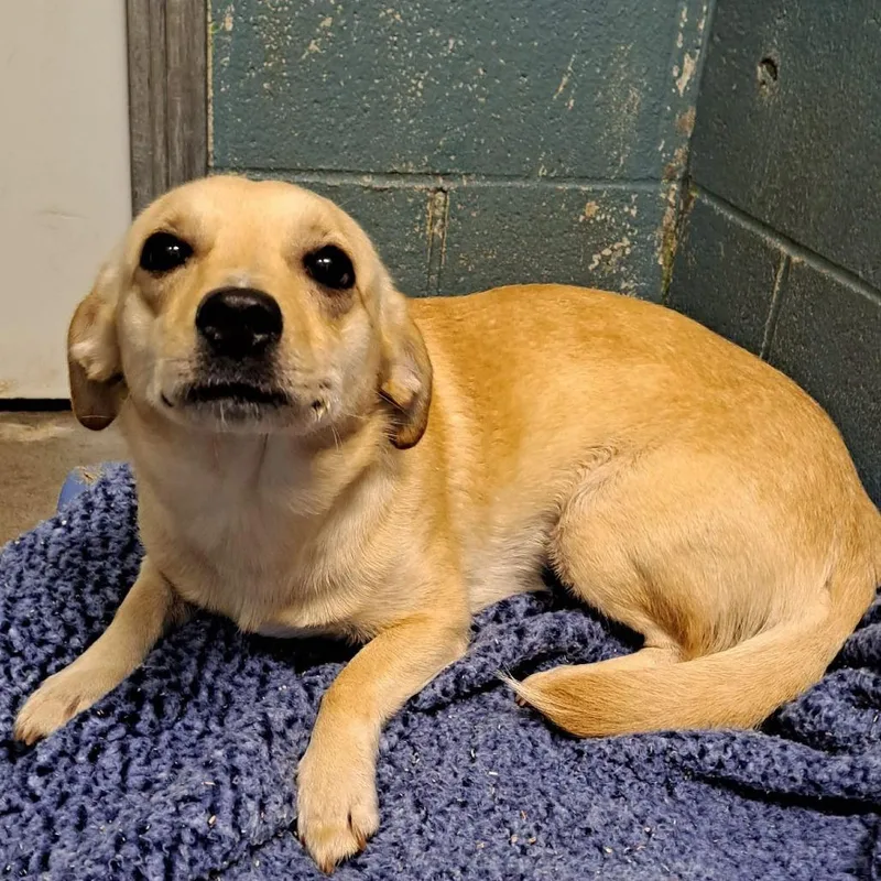 A young small-sized female Yellow / Tan / Blond / Fawn Chihuahua dog named Potato for adoption in Alexandria, VA