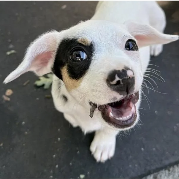 A baby small-sized female White / Cream Mixed Breed dog named Nora for adoption in Santa Rosa, CA
