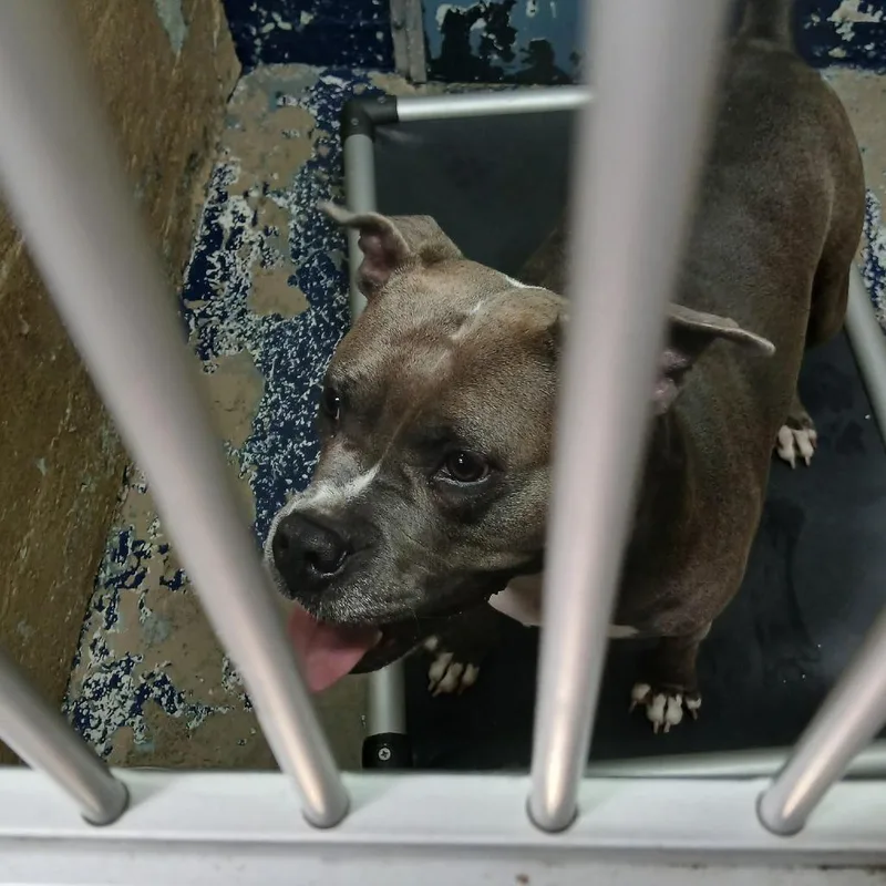 An adult large-sized female Gray / Blue / Silver Pit Bull Terrier dog named Hollow for adoption in Newark, NJ