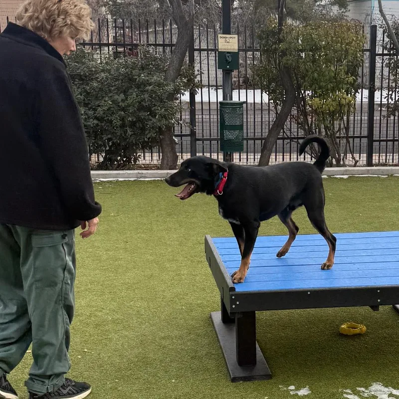 An adult medium-sized male Black Australian Kelpie dog named Parkour for adoption in Albuquerque, NM