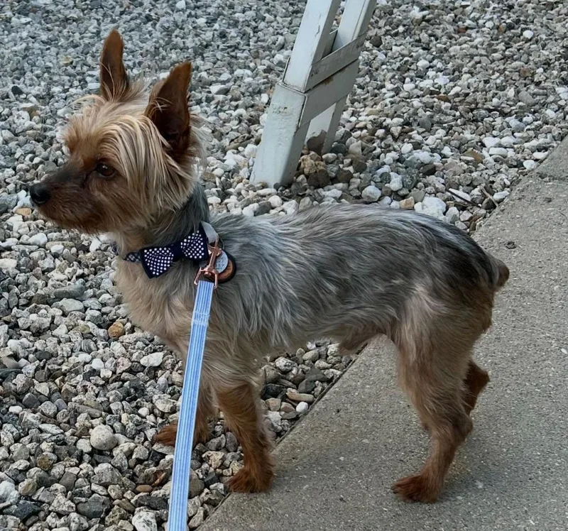 An adult small-sized male Yorkshire Terrier dog named Asher for adoption in Thousand Oaks, CA