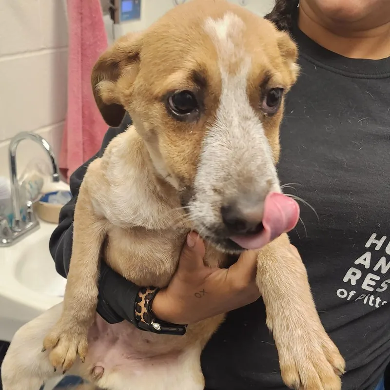 A baby medium-sized female Brown / Chocolate Mixed Breed dog named Dapple for adoption in Pittsburgh, PA