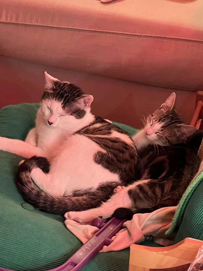 Pawblo Picasso thumbnail 2