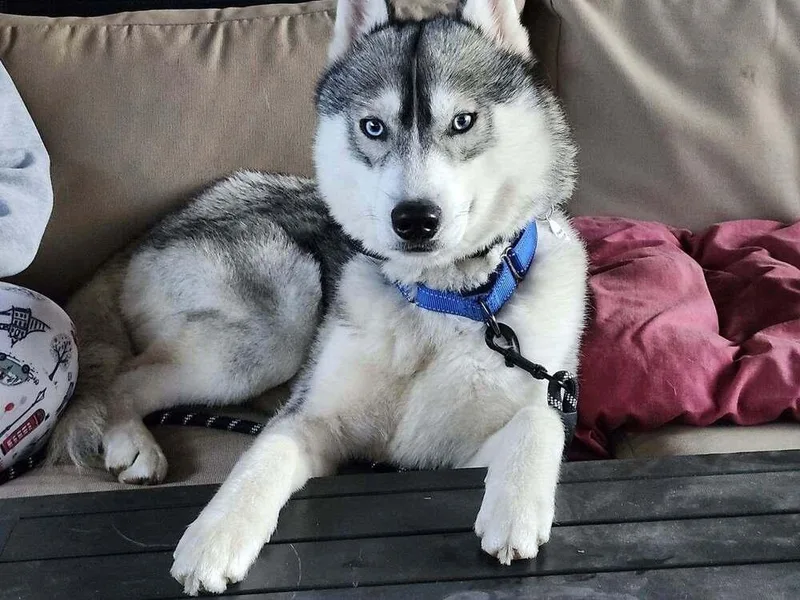 A young medium-sized male Gray / Blue / Silver Siberian Husky dog named Luke Sky for adoption in los angeles, CA