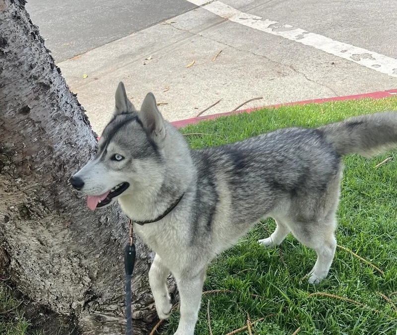 Luke Sky thumbnail 4