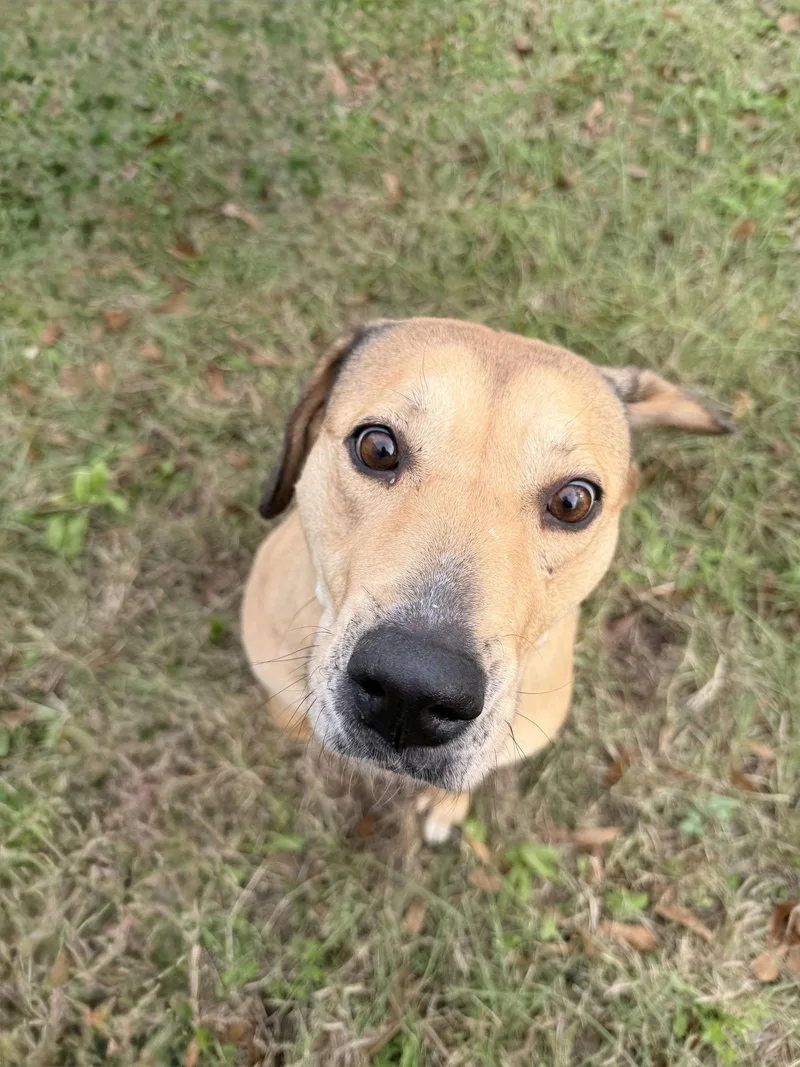 A senior large-sized female Labrador Retriever dog named Adele for adoption in Jackson, MS