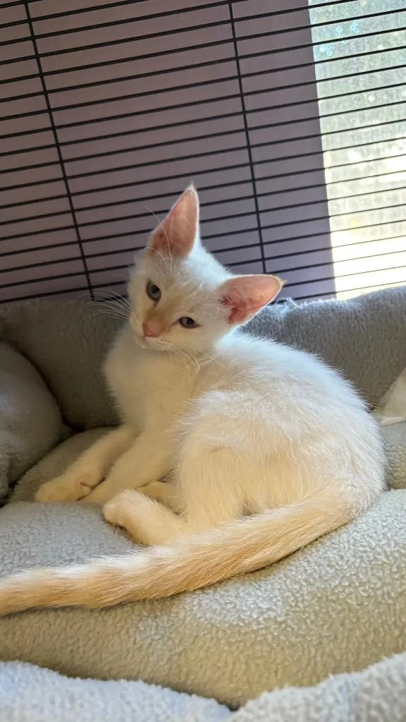 A baby small-sized female Siamese cat named Jasmine for adoption in Lewisville, TX