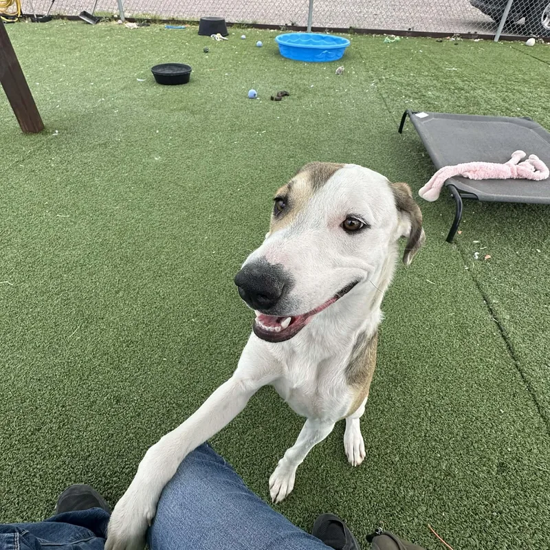 An adult medium-sized female Hound dog named Libs for adoption in Truth or Consequences , NM