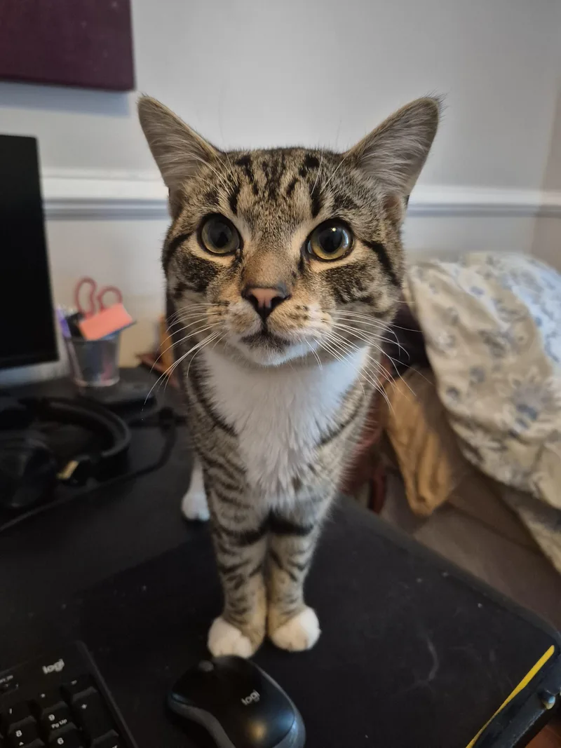 A young small-sized male Tabby (Buff / Tan / Fawn) Domestic Short Hair cat named Loverboi for adoption in Norfolk, VA