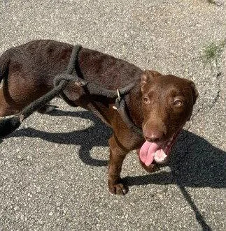 A young medium-sized female Labrador Retriever dog named Opal for adoption in Carrollton, GA